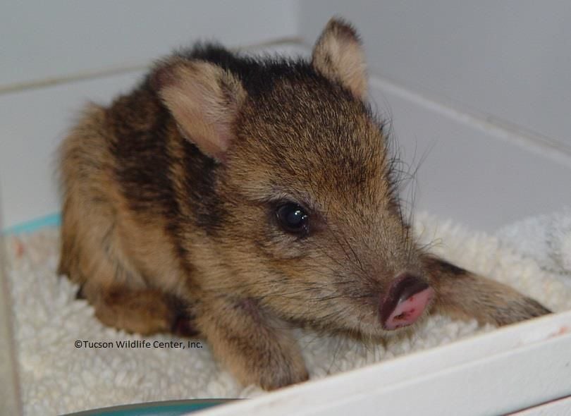 Tucson Wildlife Center young javelina