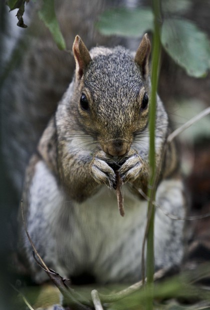 Animal shots of the week