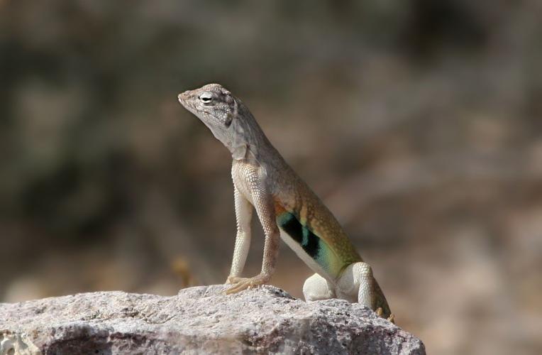 Garden Sage: Tips to attract Monarchs, discourage lizards and transplant cactus