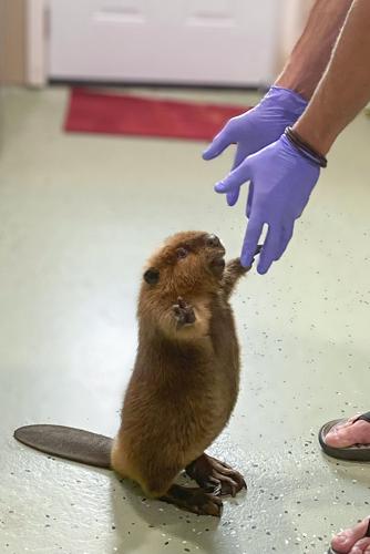 Plight of Nibi the Beaver