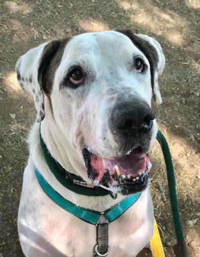 Adopt a friend: Camron