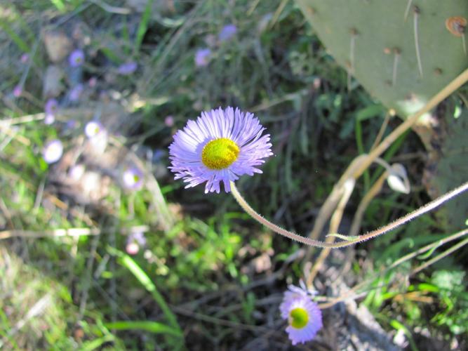 Fleabane wildflowers