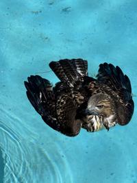 Cooper's hawk takes a dip in NW Tucson pool