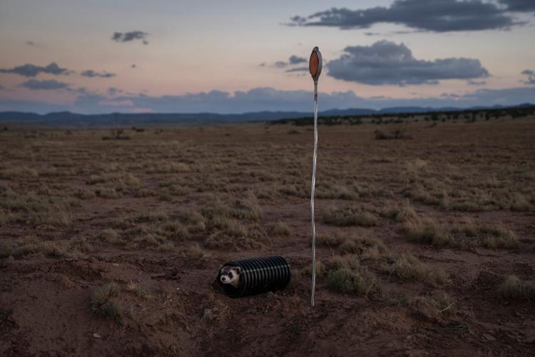 Arizona sends 18 black-footed ferrets into the wild