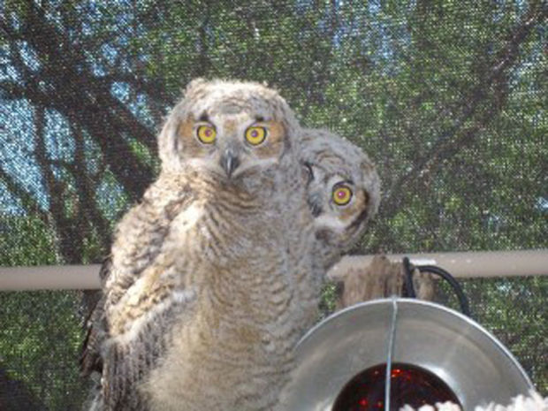 Marimba show, wildlife rehab and more    