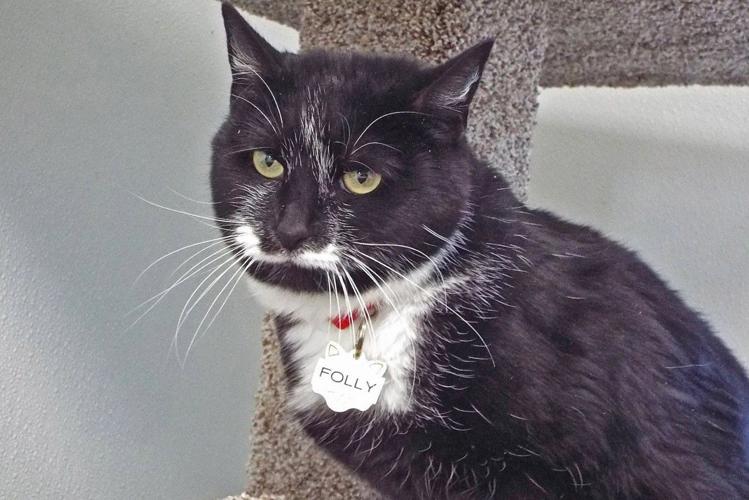 Adopt a friend: Folly