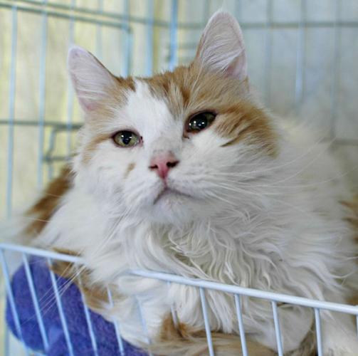 Pima Animal Care Center