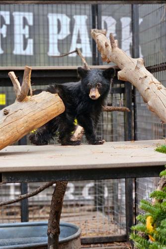 Oro Valley's rescued bear cub now has a name, but no-Buddy knows its age