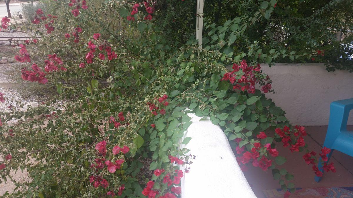 Trying to save half-frozen bougainvilleas