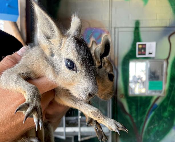 Funny Foot Farm 2021