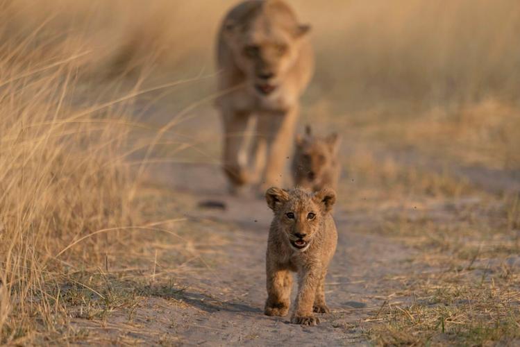 Big Cats 24/7: Episode 05