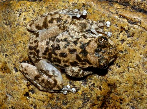 Australian researchers rediscover elusive frog  