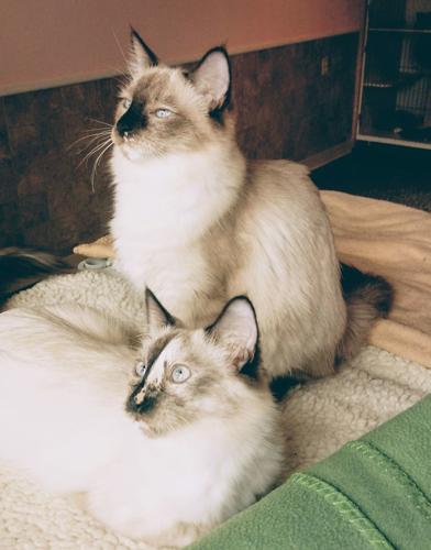 Adopt a friend: Ingred and Idella