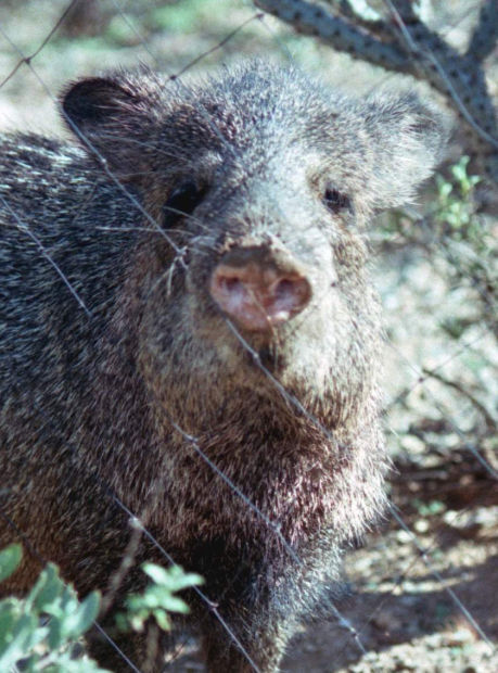 Fitz Blog Art: Javelina