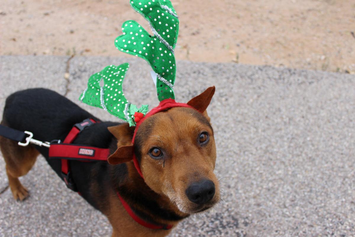 Adoption stories: Clyde