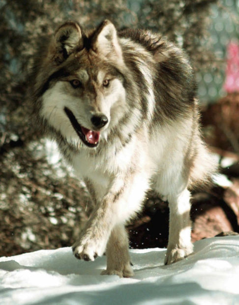 Endangered Wolf