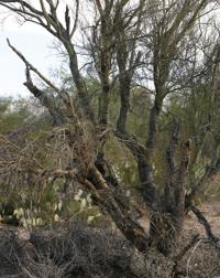 Palo verde tree