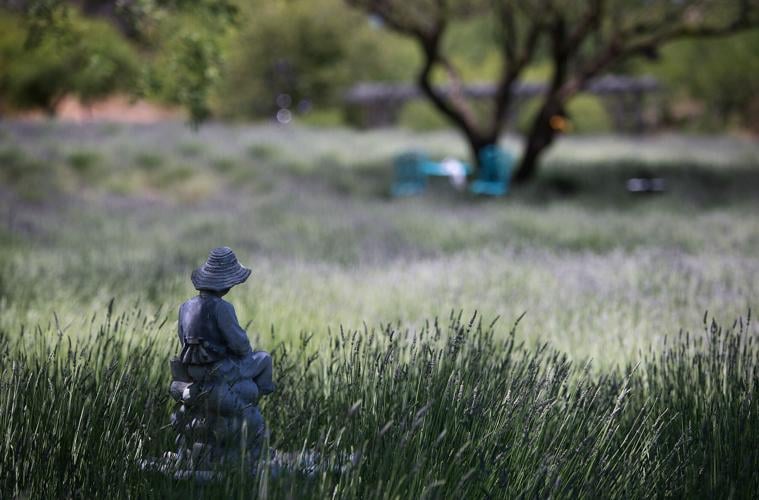 Life Under the Oaks Lavender Farm