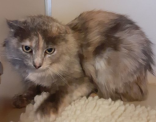 Adopt a friend: Jewel