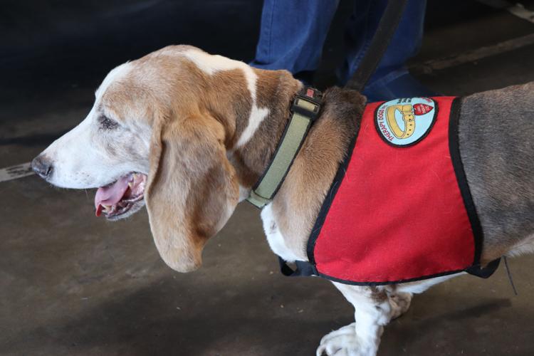 Basset Hound helps rescue owner