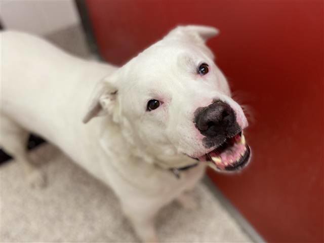 Adopt a friend: Bizzo