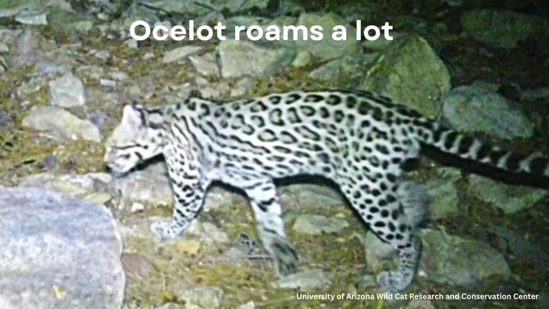 Meet Himdam, Southern Arizona's traveling ocelot