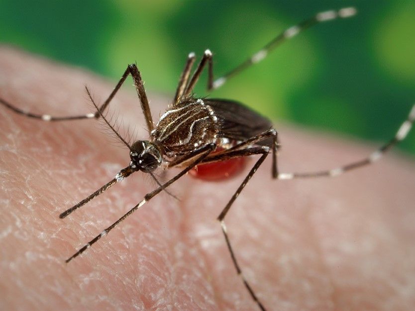 Pima County Zika virus