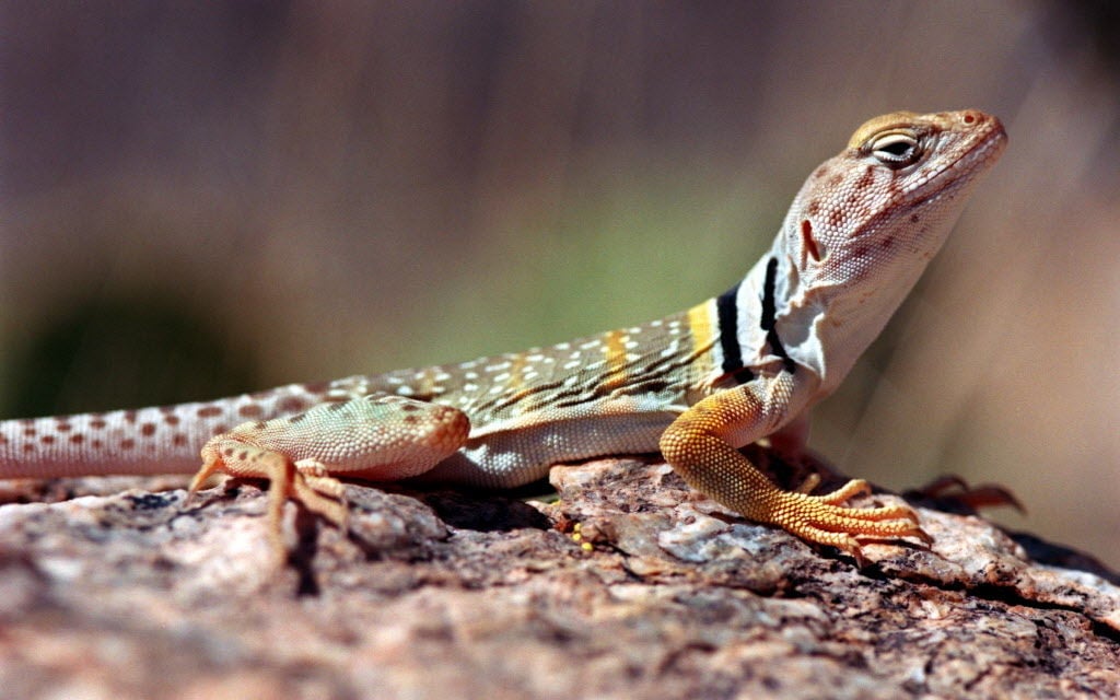 Surprisingly beautiful Southern Arizona lizards | Pets | tucson.com