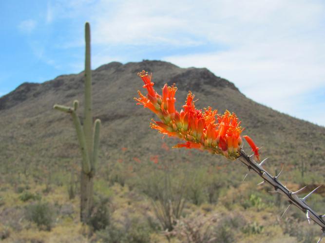 Scarlet ocotillo bloom