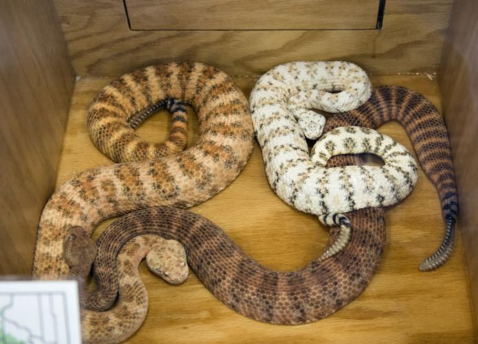 November 16: Learn about venomous reptiles