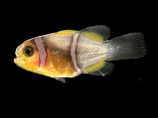 Secret to how quickly clownfish gets its stripes revealed by latest study