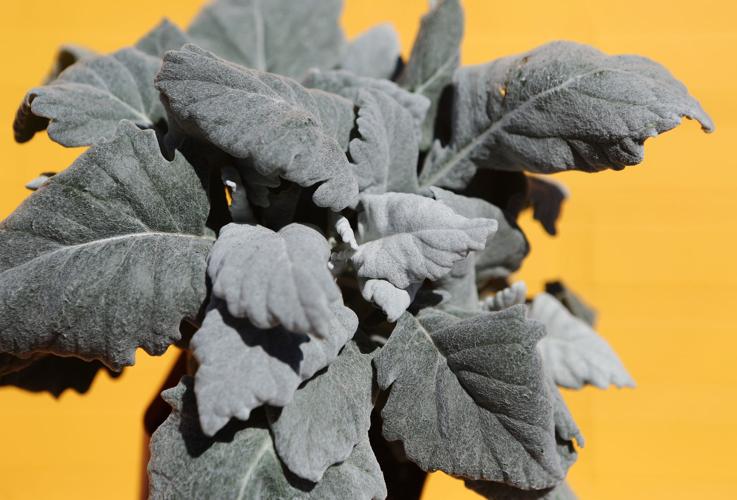 Sundrea Landscape Center