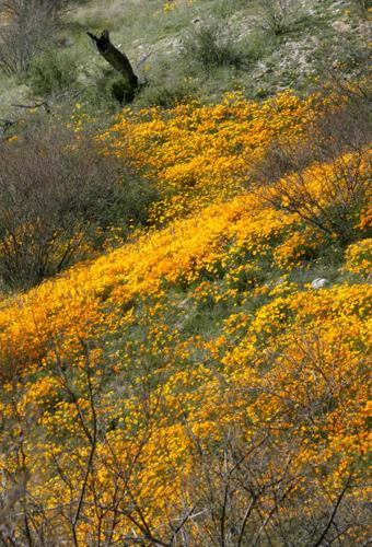 Southwest wildflowers