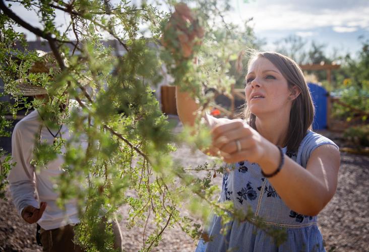 Foraging Sonoran Desert foods