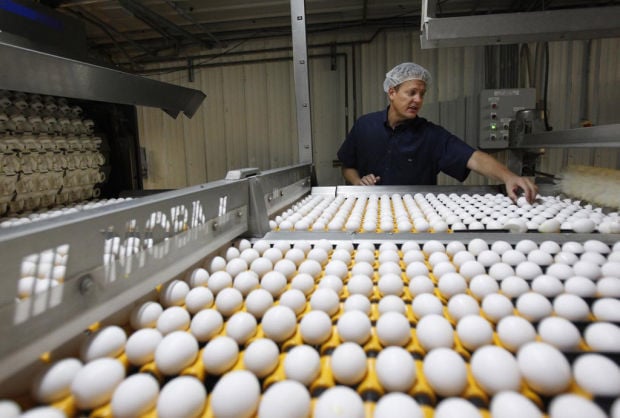 Arizona House OKs bill to require major egg farms to be cage-free by 2025