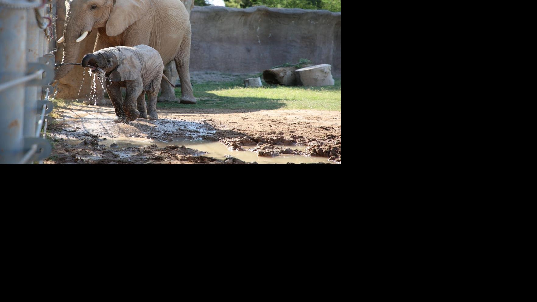 Read more about the article 3-month-old baby elephant learns to use its trunk