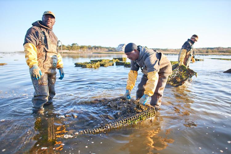 Cherrystone Aqua-Farms