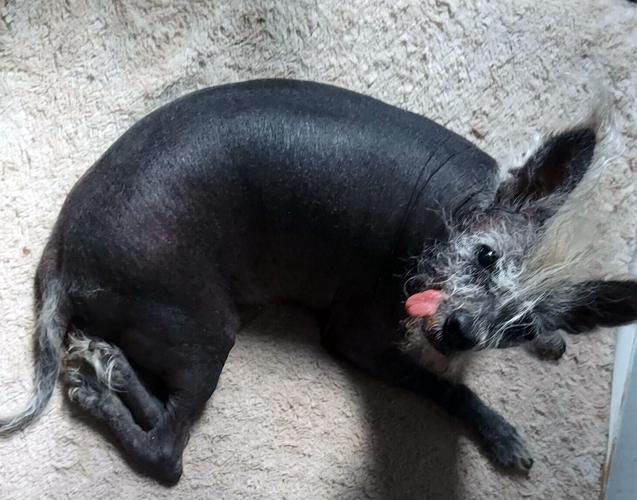 Scooter World's Ugliest dog laying down