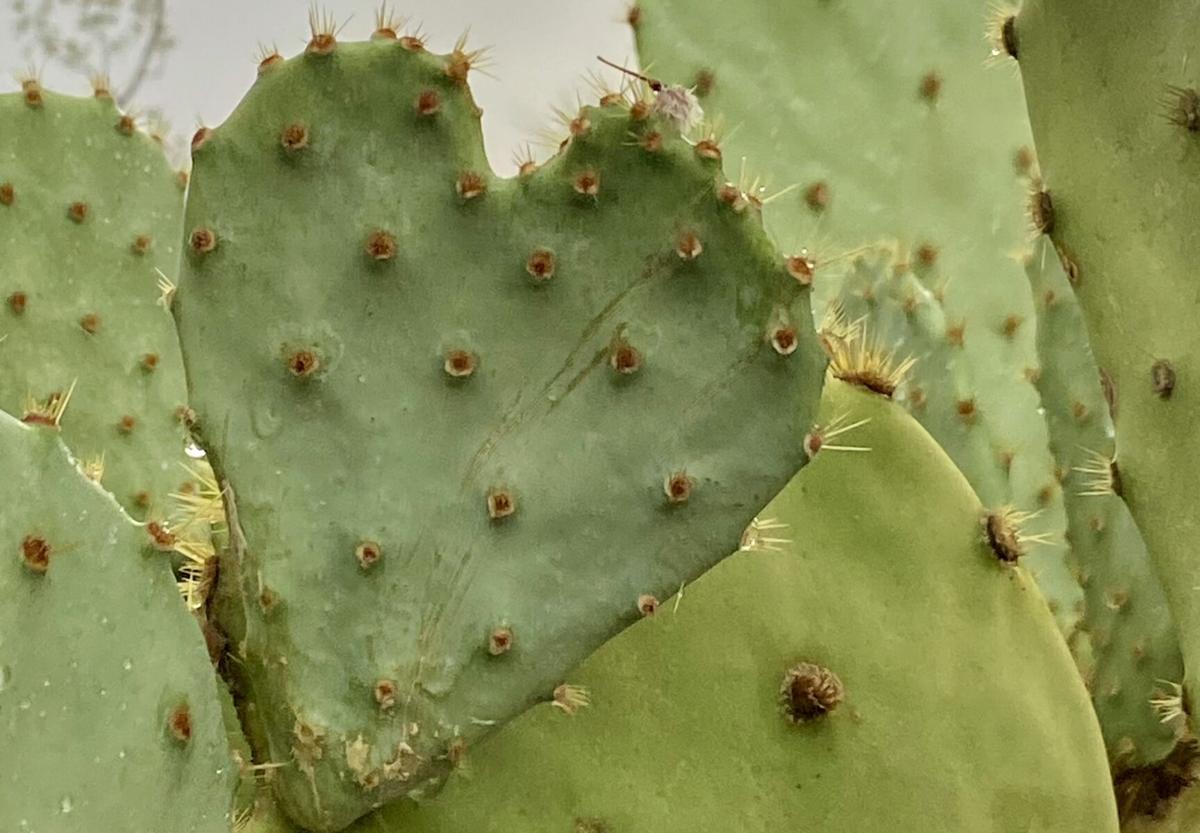 Prickly pear heart