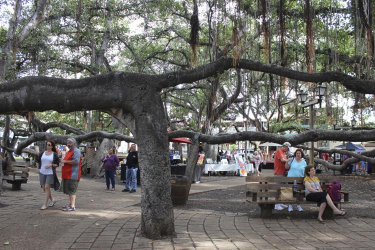 Hawaii Fires Banyan Tree