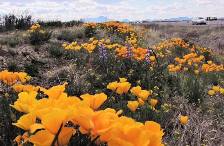 Poppies on SR 86