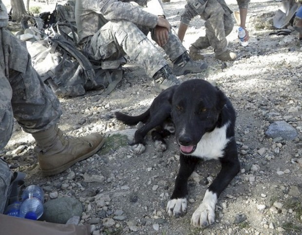 2 dogs who befriended US soldiers in Afghanistan are America-bound   