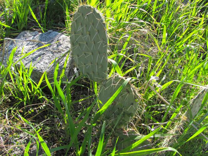 Emerald green hues in winter