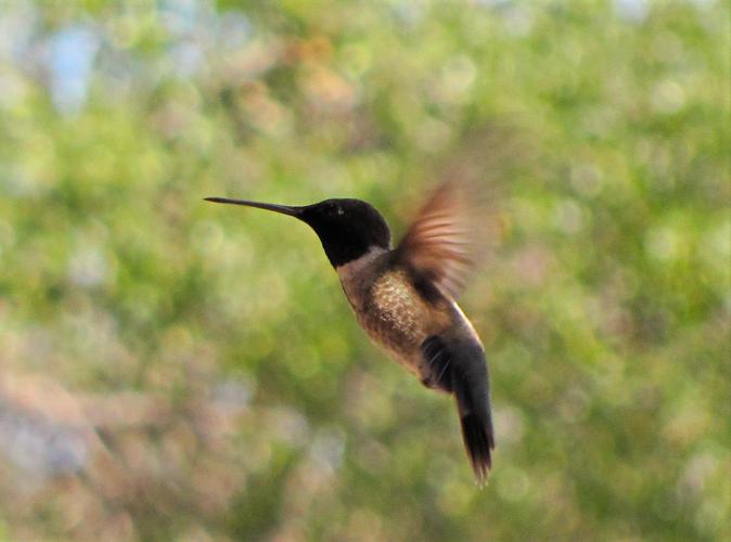 Hummingbird in flight