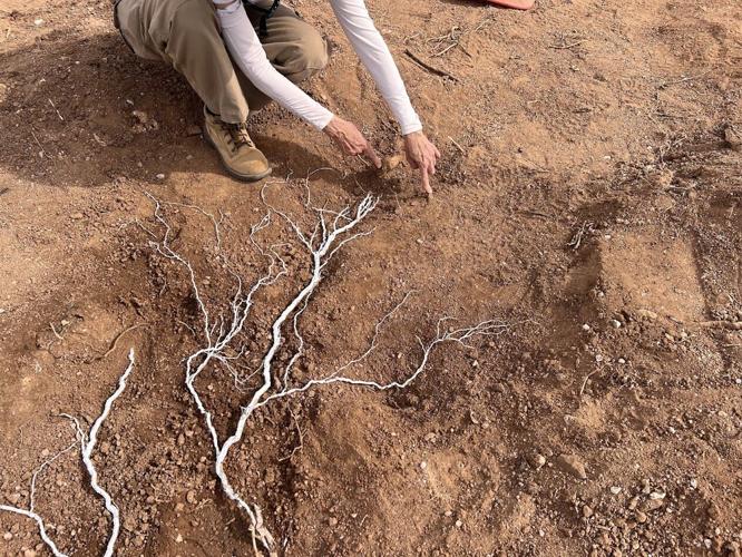 saguaro roots