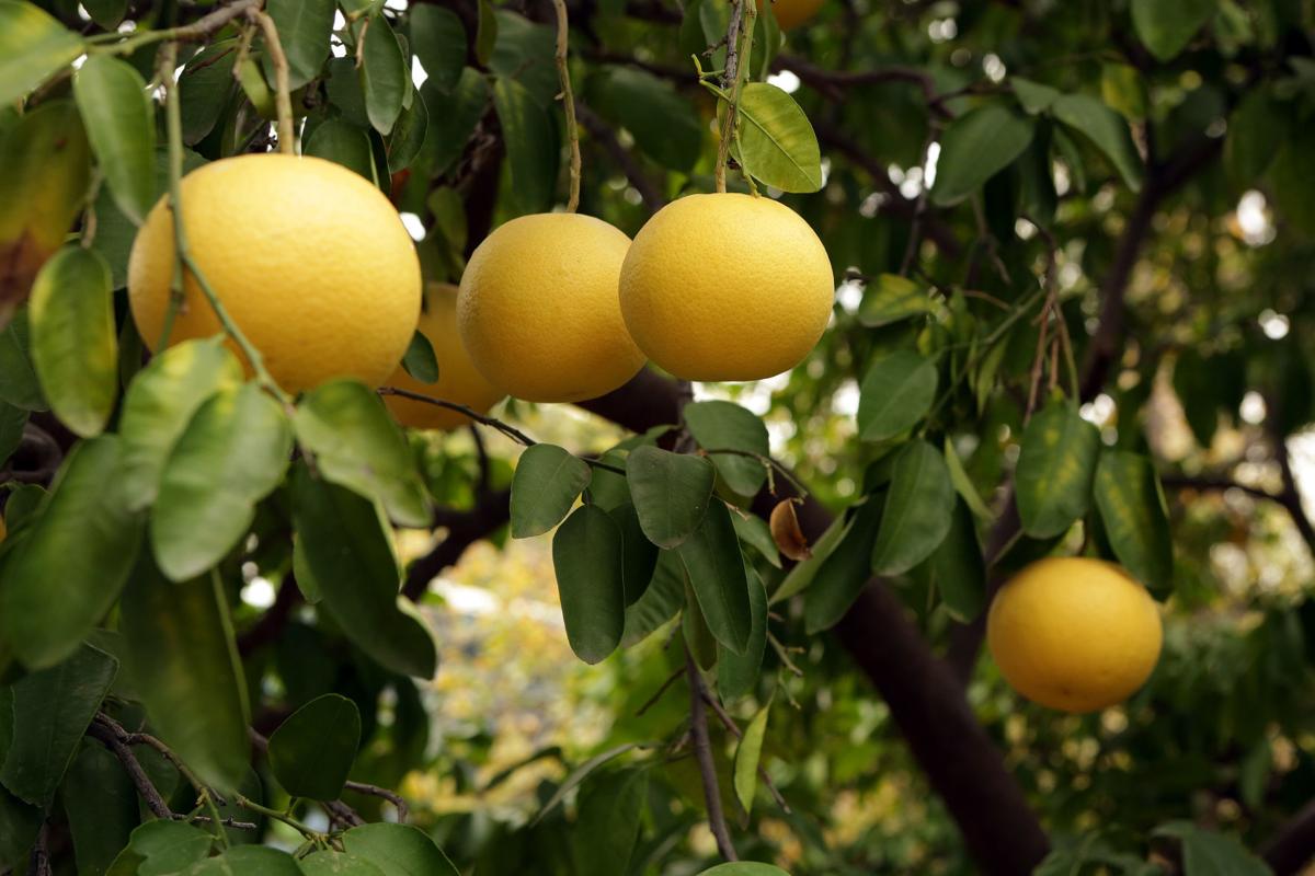 Citrus