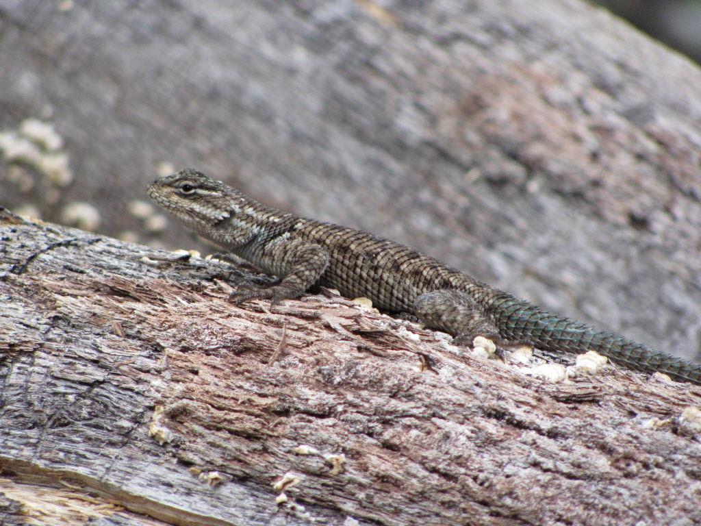 Surprisingly Beautiful Southern Arizona Lizards Pets Tucson Com