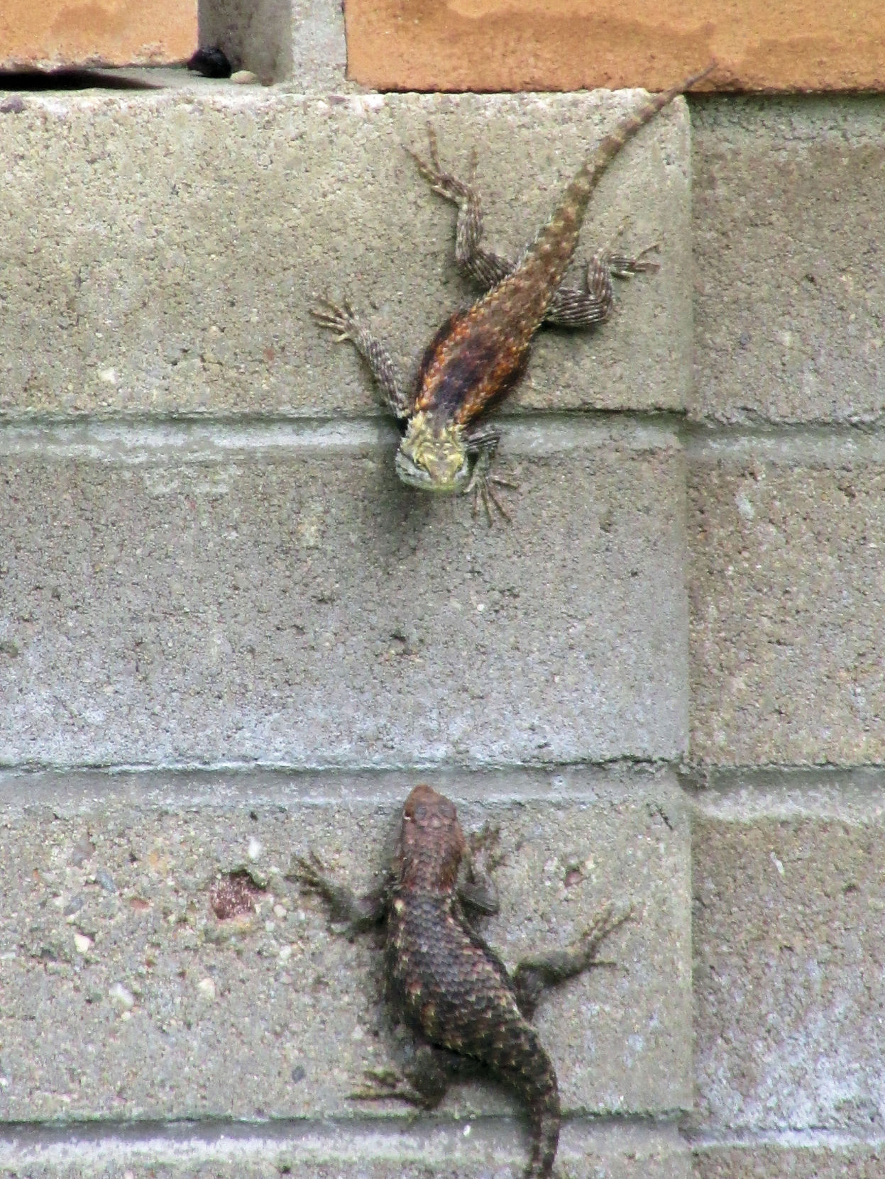 Surprisingly Beautiful Southern Arizona Lizards | Pets | Tucson.com