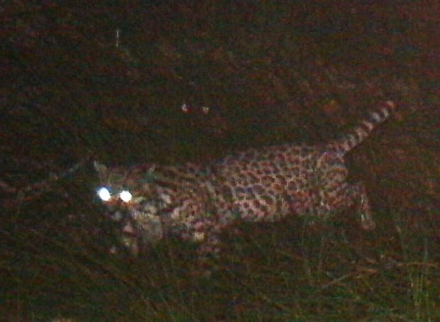 Ocelot