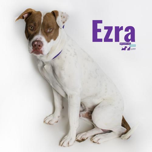 Adopt a friend: Ezra